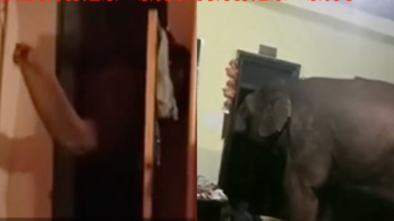 云南女子深夜熟睡 一头大象撞开卧室门（视频）
